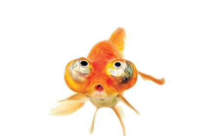 Gullfisk agn